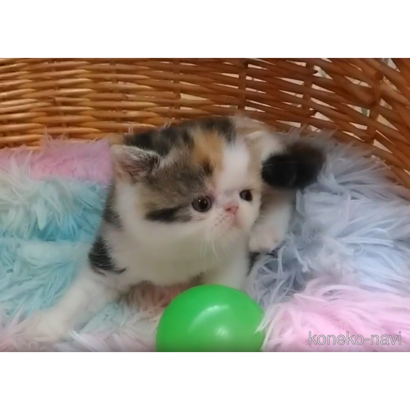 販売中の愛知県のエキゾチックショートヘア-122306の2枚目